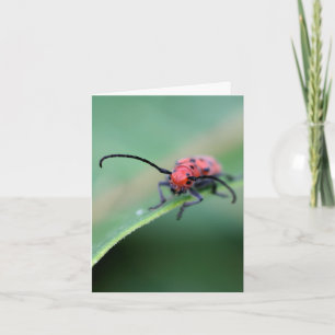 Bug With Attitude Nature Photography Note Card