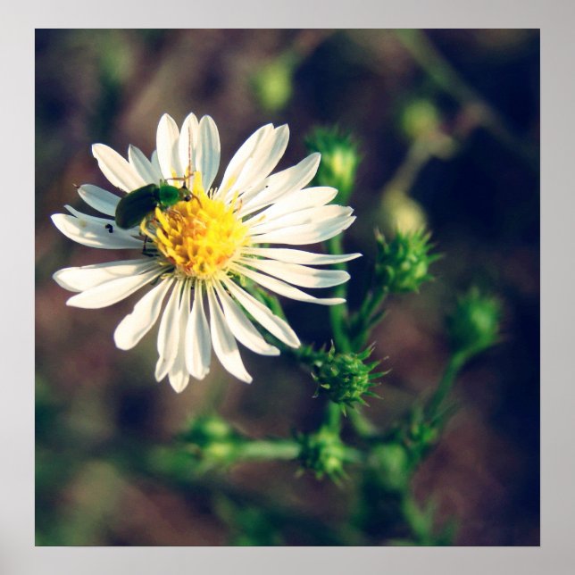 Bugged Poster (Front)