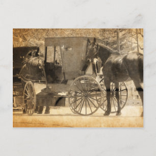 Buggy Before The Horse, Amish Bring Home New Horse Postcard