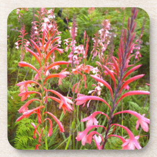 Bugle Lily (Watsonia) Flower, Eastern Cape Coaster