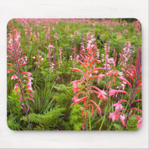 Bugle Lily (Watsonia) Flower, Eastern Cape Mouse Pad