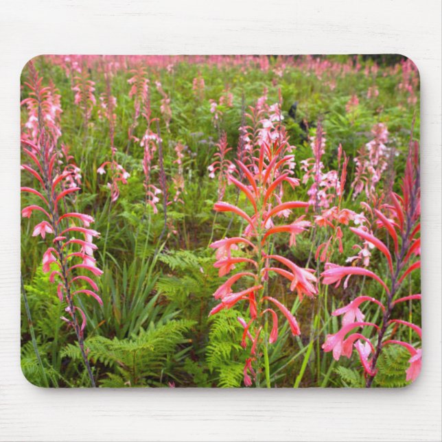 Bugle Lily (Watsonia) Flower, Eastern Cape Mouse Pad (Front)