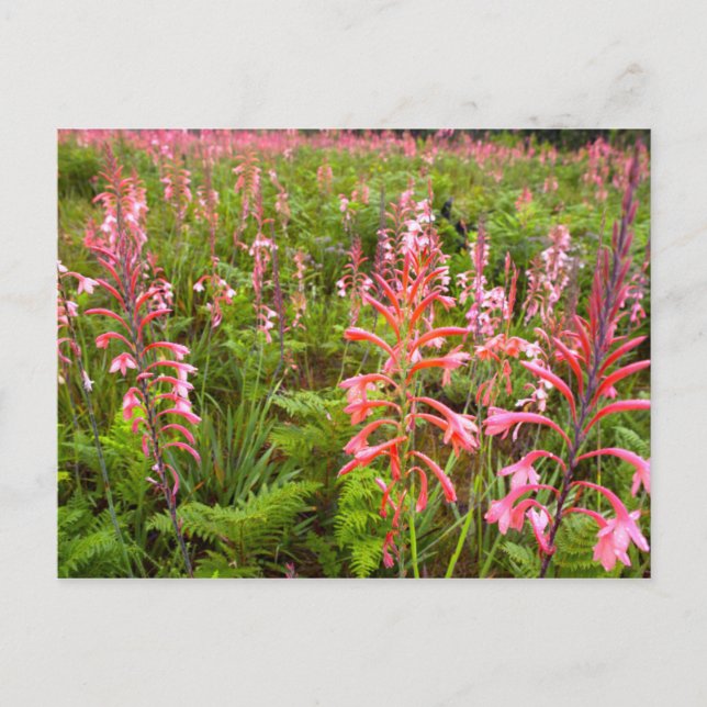 Bugle Lily (Watsonia) Flower, Eastern Cape Postcard (Front)