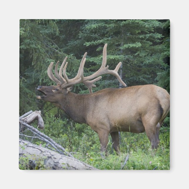 Bugling elk in Banff National Park, Canada. Magnet (Front)