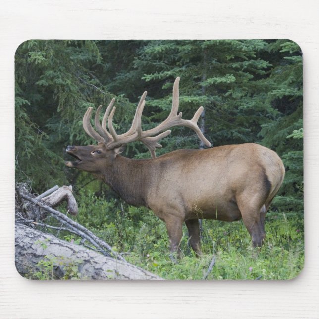 Bugling elk in Banff National Park, Canada. Mouse Pad (Front)