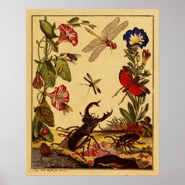 Bugs 1764 poster (Front)