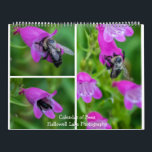 Bugs and Bees Calendar<br><div class="desc">Bugs and Bees calendar by Hallowell Lake Photography. Photos of bugs,  bees and flowers in and around Maryland. Beautiful,  colourful butterflies give your office and/or kitchen a pop of colour!  Great for office,  home,  gifts or for yourself!!</div>