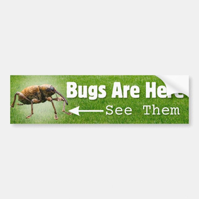 Bugs Are Here... Weevil Edition Bumper Sticker (Front)