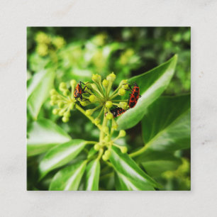 bugs on green Card