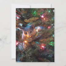 Bugs the Cat - Holiday Card
