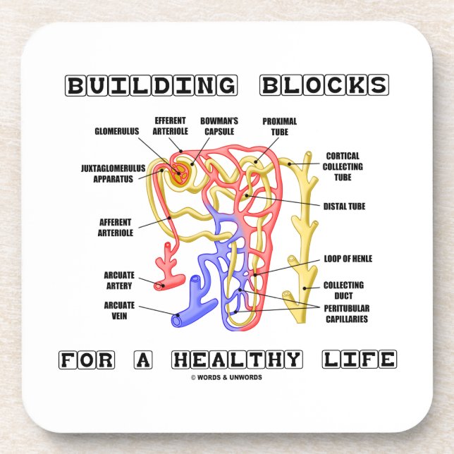 Building Blocks For A Healthy Life Kidney Nephron Coaster (Front)