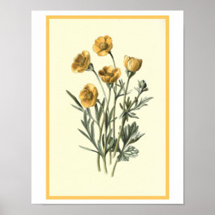 "Bulbous Crowfoot" Botanical Illustration Poster