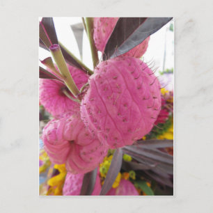 Bulbous Pink Flower Postcard