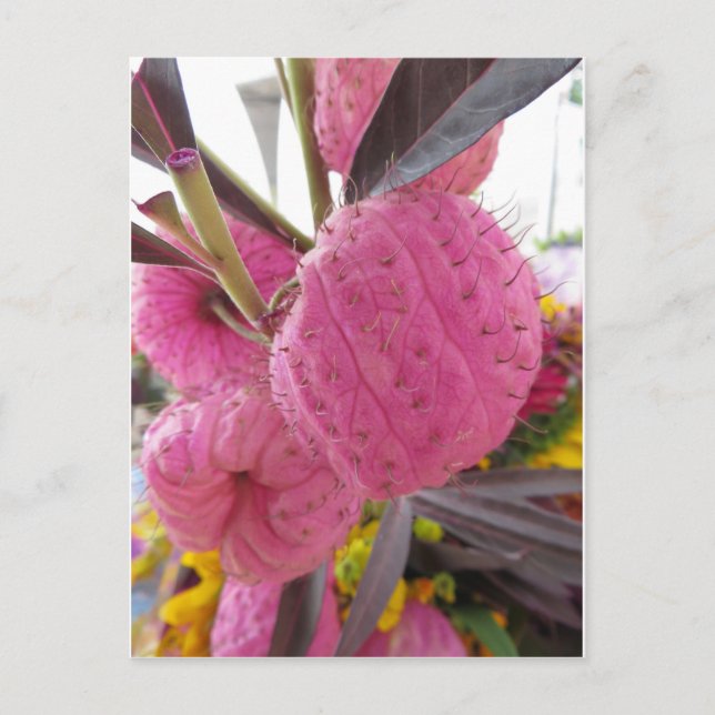 Bulbous Pink Flower Postcard (Front)