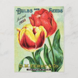 Bulbs and Seeds Red and Yellow Tulip Postcard