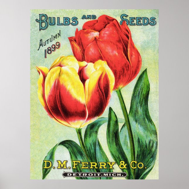 Bulbs and Seeds Red and Yellow Tulip Poster (Front)