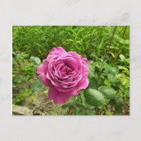 Bulgarian purple rose