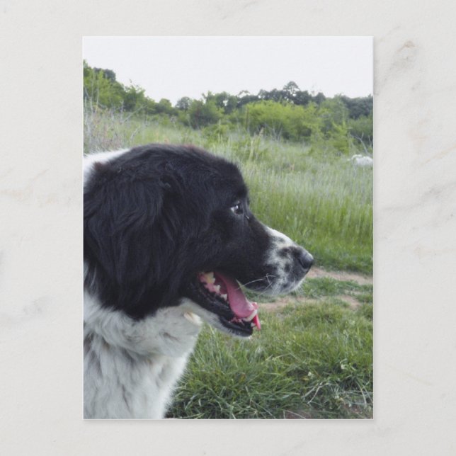 Bulgarian Sheepdog Postcard (Front)
