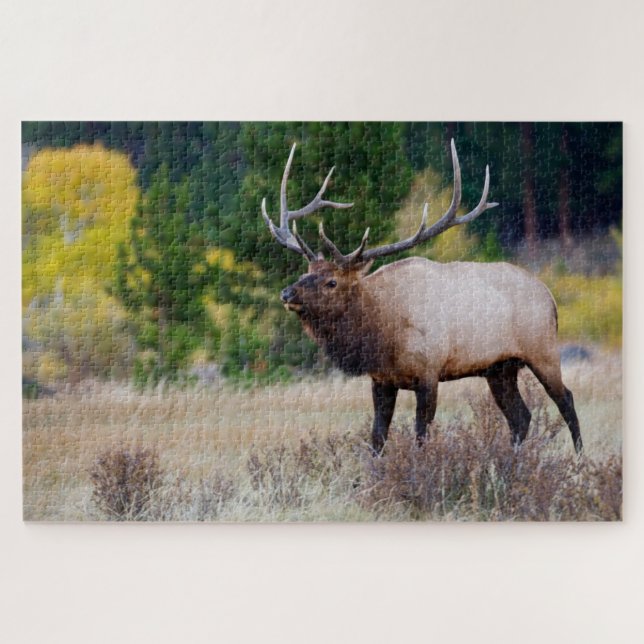 Bull & Aspen Trees | Rocky Mountain National Park Jigsaw Puzzle (Horizontal)