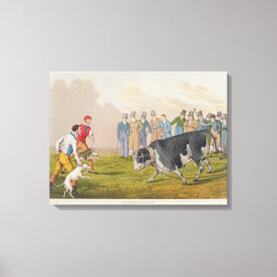 'Bull Baiting', pub.by Thomas McLean, 1820, (print Canvas Print