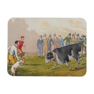 'Bull Baiting', pub.by Thomas McLean, 1820, (print Magnet