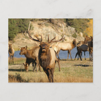 bull bugle postcard