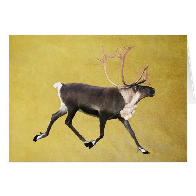 Bull Caribou (Front Horizontal)