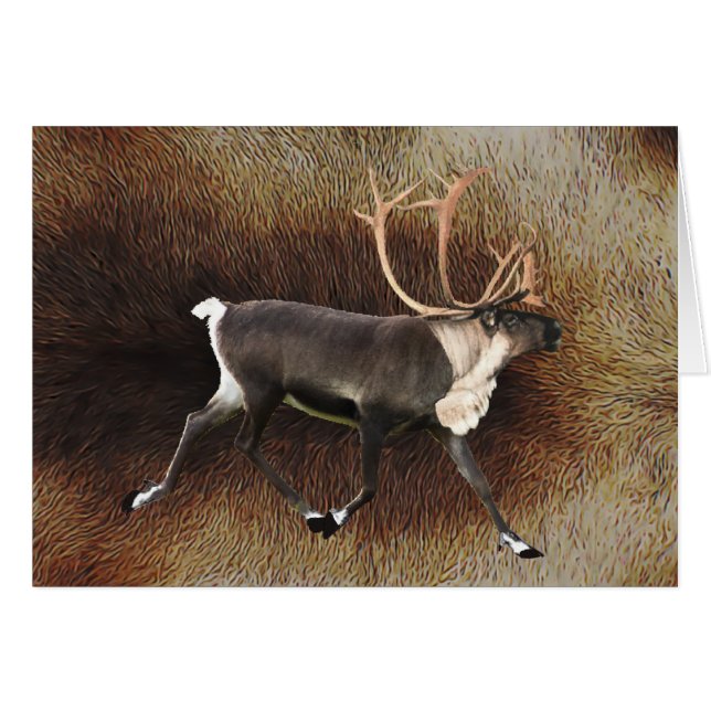 Bull Caribou (Front Horizontal)