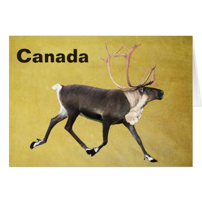 Bull Caribou (Front Horizontal)