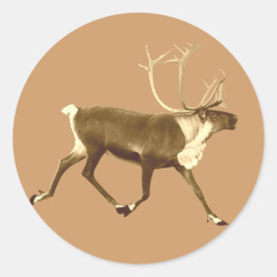 Bull Caribou - Sepia Classic Round Sticker