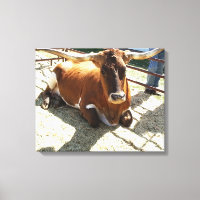 Bull Cow Long Horns Ranch rodeo Animal Photography
