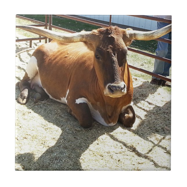 Bull Cow Long Horns Ranch rodeo Animal Photography Tile (Front)