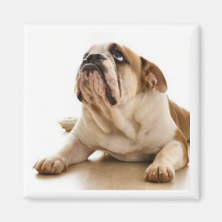 Bull Dog Magnet