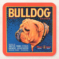 Bull Dog on a Blue Background