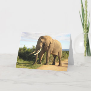 Bull Elephant Greeting Card