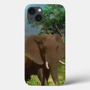 Bull Elephant, iPhone 13 Case