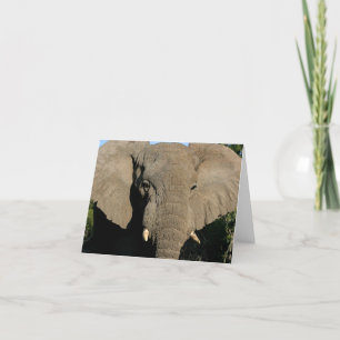 Bull elephant note card