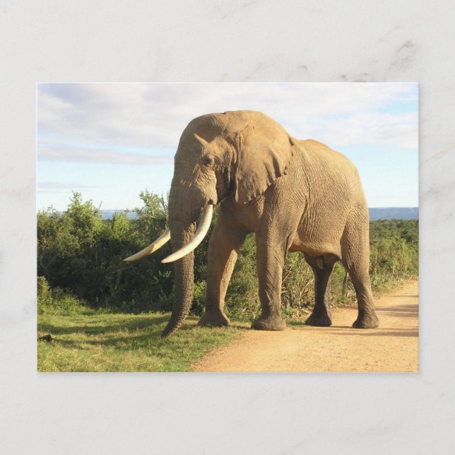 Bull Elephant Postcard (Front)
