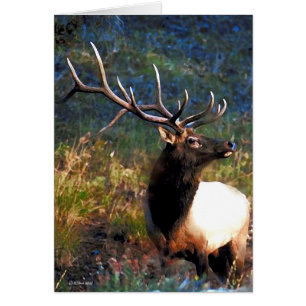 Bull Elk