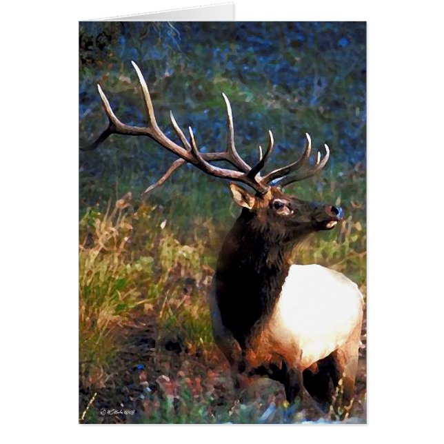 Bull Elk (Front)