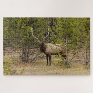 Bull Elk   At Yellowstone National Park Jigsaw Puzzle