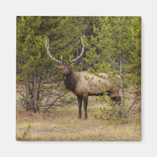 Bull Elk At Yellowstone National Park Magnet