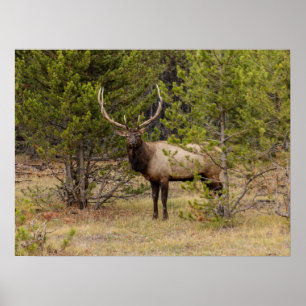Bull Elk At Yellowstone National Park Poster
