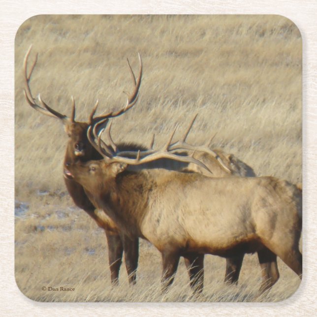 Bull Elk Brother Bulls Square Paper Coaster (Front)