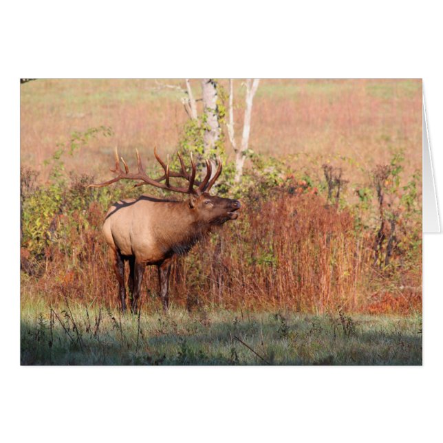 Bull Elk Bugle (Front Horizontal)