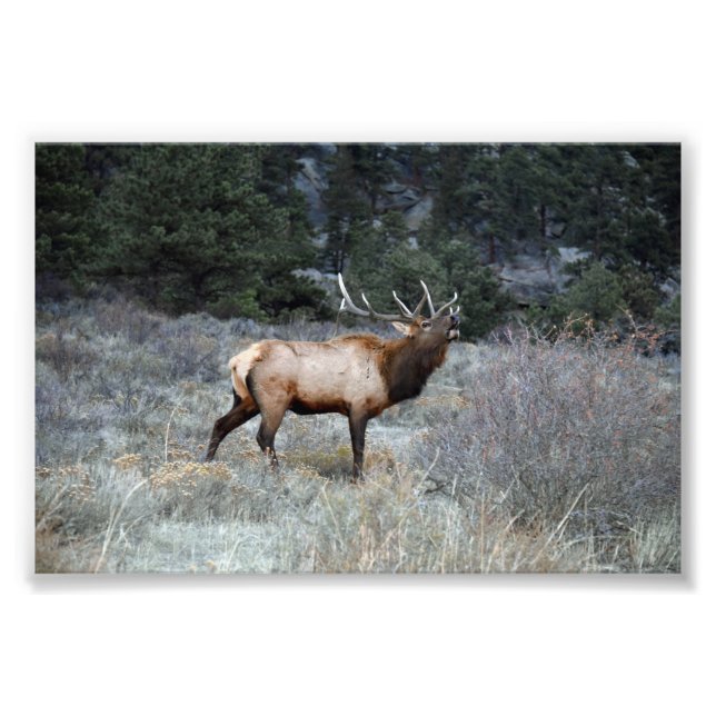Bull Elk Bugling, Estes Park, Colorado Photo Print (Front)
