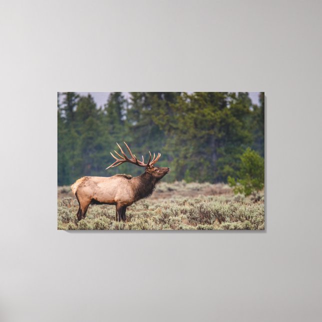Bull Elk Bugling in the Tetons  Canvas Print (Front)