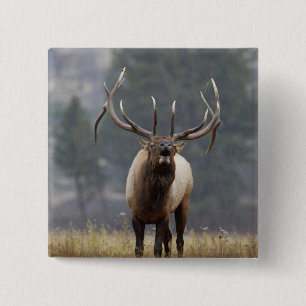 Bull Elk bugling, Yellowstone NP, Wyoming 2 15 Cm Square Badge
