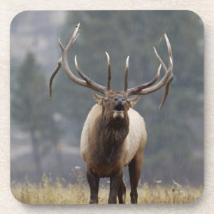 Bull Elk bugling, Yellowstone NP, Wyoming 2 Coaster