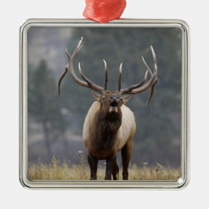 Bull Elk bugling, Yellowstone NP, Wyoming 2 Metal Tree Decoration